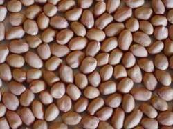 Manufacturers Exporters and Wholesale Suppliers of Ground Nut Seeds Kutch Gujarat